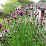 بيت للعطل Cherrytreecottage - Cosy 19thcentury Pet Friendly *