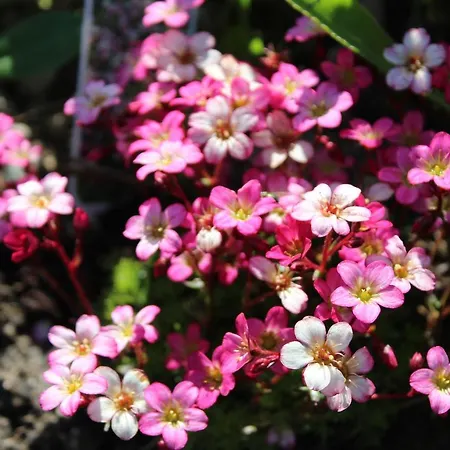 Dom wakacyjny Cherrytreecottage - Cosy 19thcentury Pet Friendly Claragh