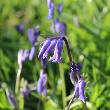 Casa vacanze Cherrytreecottage - Cosy 19thcentury Pet Friendly