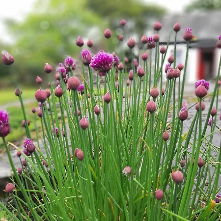 Ferienhaus Cherrytreecottage - Cosy 19thcentury Pet Friendly *