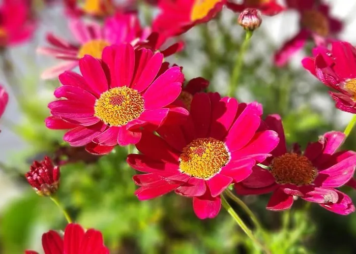 Casa vacanze Cherrytreecottage - Cosy 19thcentury Pet Friendly Claragh