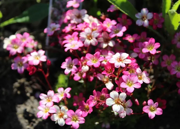 度假居 Cherrytreecottage - Cosy 19thcentury Pet Friendly Claragh