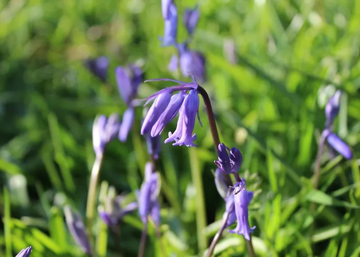 Casa vacanze Cherrytreecottage - Cosy 19thcentury Pet Friendly