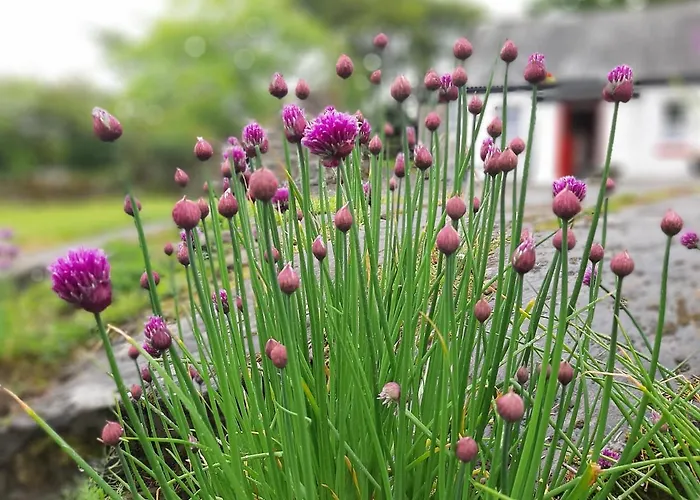 Casa vacanze Cherrytreecottage - Cosy 19thcentury Pet Friendly *